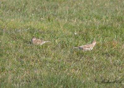 Sånglärka - Eurasian Skylark (Alauda arvensis)