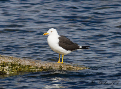 Silltrut - Lesser Black-backed Gull (Larus fuscus)