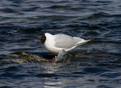 Skrattmås - Black-headed Gull (Larus ridibundus)