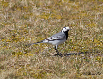 Sädesärla - White Wagtail (Motacilla alba)