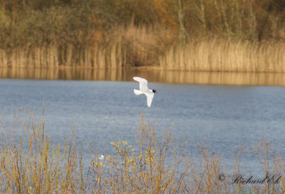 Svarthuvad ms - Mediterranean Gull (Larus melanocephalus)