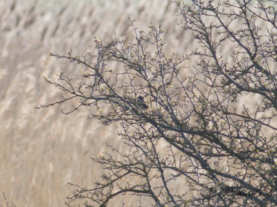 Vitstjrnig blhake - Bluethroat (Luscinia svecica cyanecula)