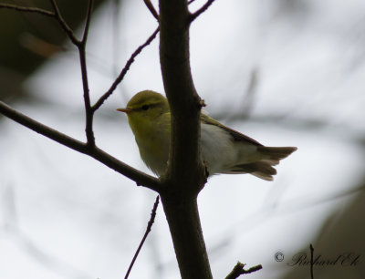 Grnsngare - Wood Warbler (Phylloscopus sibilatrix)