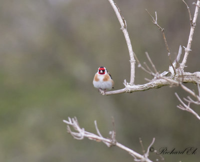 Steglits - Goldfinch (Carduelis carduelis)