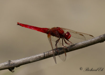Karmintrollslnda - Broad Scarlet (Crocothemis erythraea)