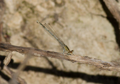 Vit flodflickslnda - Ivory Featherleg (Platycnemis dealbata)