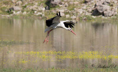 Vit stork - White stork (Ciconia ciconia)