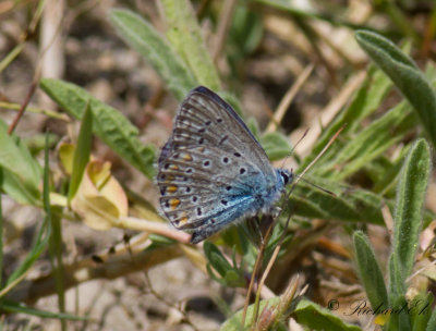 Puktrneblvinge - Common blue (Polyommatus icarus) 
