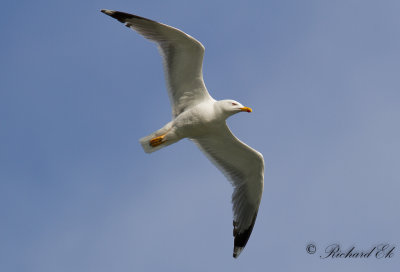 Medelhavstrut - Yellow-legged Gull (Larus michahellis)