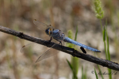 Blåpannad sjötrollslända - Southern Skimmer (Orthetrum brunneum)
