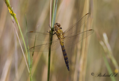 Unidentified Dragonfly and Damselfly