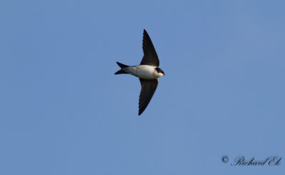 Hussvala - House Martin (Delichon urbicum)