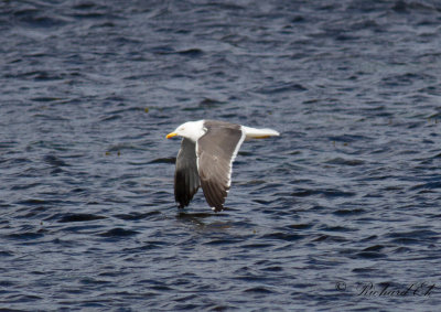 Ljusmantlad silltrut - Lesser Black-backed Gull (Larus fuscus graellsi)