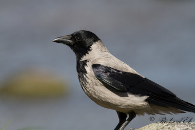 Gr krka - Hooded Crow (Corvus corone cornix)