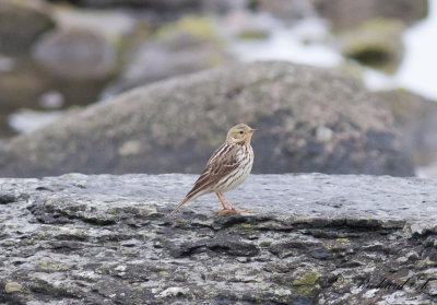 Rödstrupig piplärka - Red-throated Pipit (Anthus cervinus)