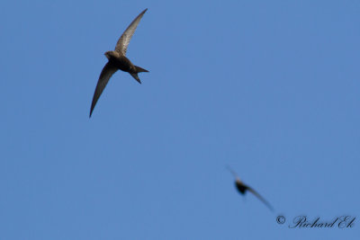 Tornseglare - Common Swift (Apus apus)