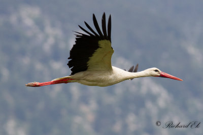 Vit stork - White stork (Ciconia ciconia)