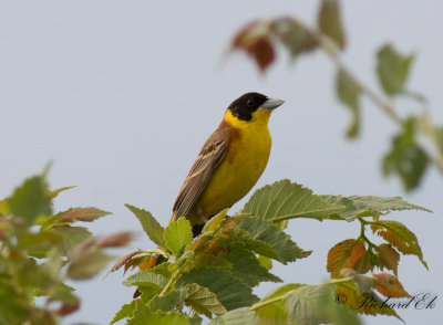 Svarthuvad sparv - Black-headed Bunting (Emberiza melanocephala)