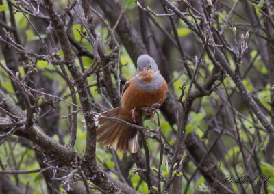 Rostsparv - Cretzschmar's Bunting (Emberiza caesia)