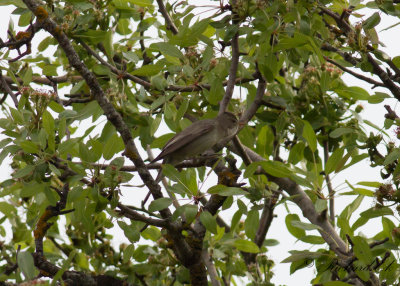 Olivsngare - Olive-tree Warbler (Iduna olivetorum)