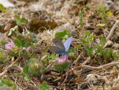 Bluewing sp.
