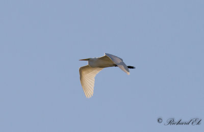 gretthger - Great Egret (Ardea alba)