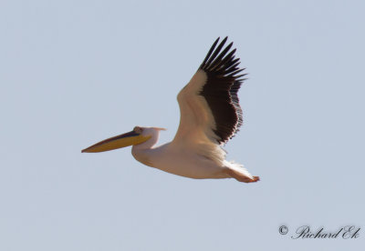 Vit pelikan - White Pelican (Pelecanus onocrotalus)