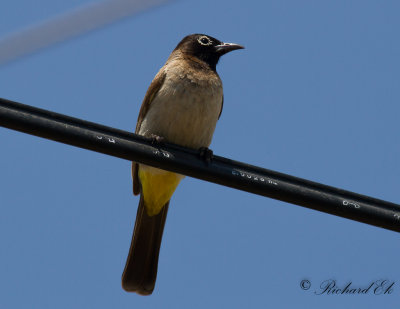 Levantbulbyl - Yellow-vented Bulbul (Pycnonotus xanthopygos)