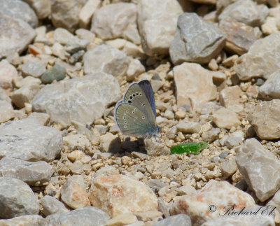Anatolian Green-Underside Blue (Glaucopsyche astraea)