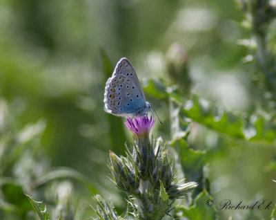 Bluewing sp.