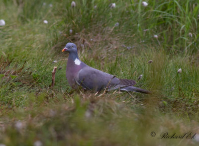 Ringduva - Common Wood Pigeon (Columba palumbus)