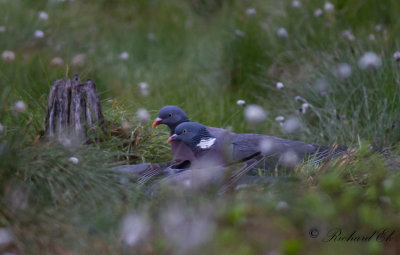 Ringduva - Common Wood Pigeon (Columba palumbus)