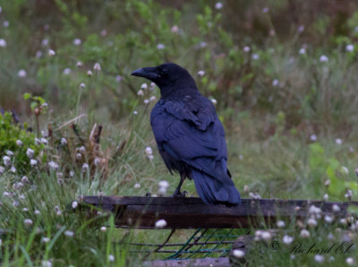 Korp - Raven (Corvus corax)