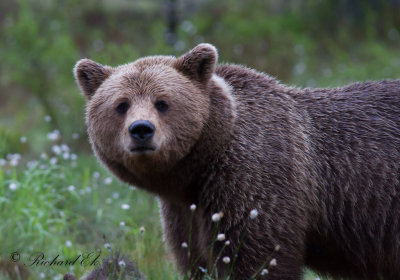 Brunbjrn - Brown Bear (Ursus arctos)