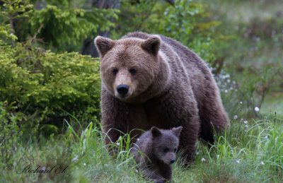 Brown Bear Expedition in Sweden 2015