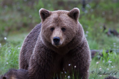 Brunbjrn - Brown Bear (Ursus arctos)