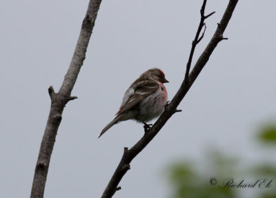 Grsiska - Redpoll (Carduelis flammea flammea)