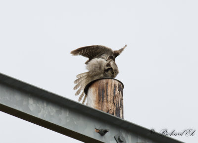 Hkuggla - Northern Hawk-owl (Surnia ulula)