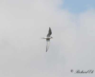 Silvertrna - Arctic Tern (Sterna paradisaea)