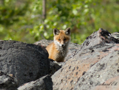 Rdrv - Red Fox (Vulpes vulpes)