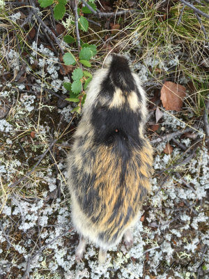 Fjllmmel - Norwegian lemming (Lemmus lemmus)
