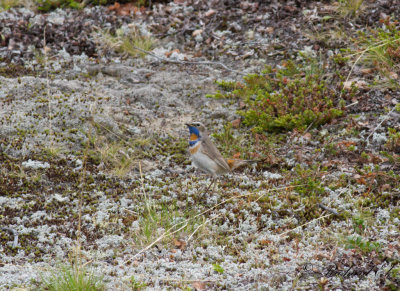 Blåhake - Bluethroat (Luscinia svecica)