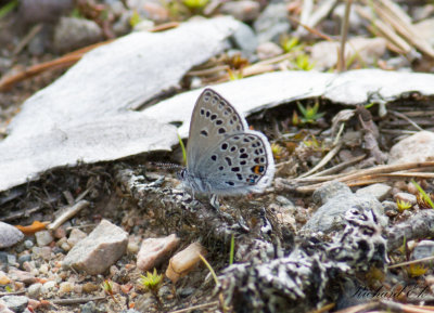 Violett blvinge - Cranberry blue (Vacciniina optilete)