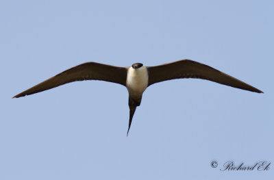 Fjllabb - Long-tailed Skua (Stercorarius longicaudus)