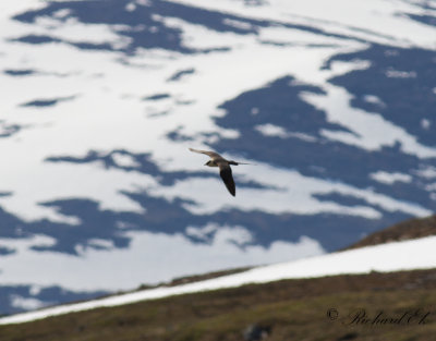 Fjllabb - Long-tailed Skua (Stercorarius longicaudus)