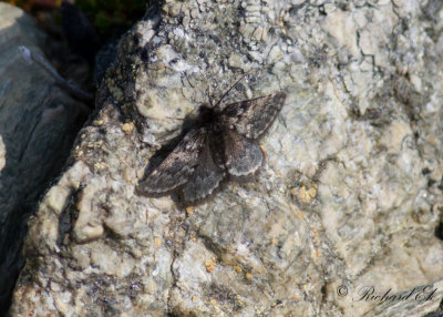 Svartgr fjllmtare - Black Mountain Moth (Glacies coracina)