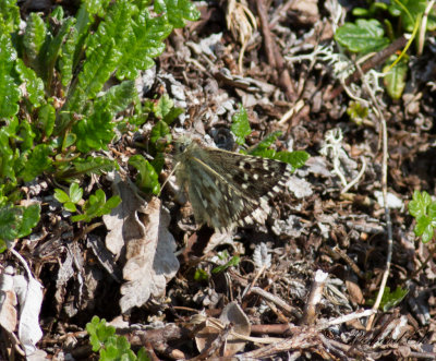 Blomvisslare - Alpine Grizzled Skipper (Pyrgus andromedae)