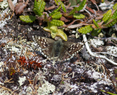 Blomvisslare - Alpine Grizzled Skipper (Pyrgus andromedae)