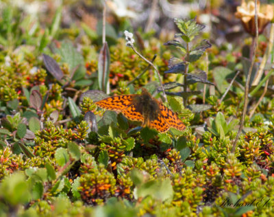 Myrprlemorfjril - Cranberry Fritillary (Boloria aquilonaris) 