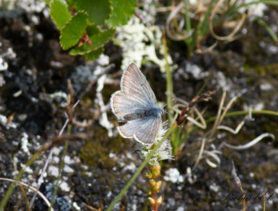 Hgnordisk blvinge - Arctic Blue (Agriades aquilo)